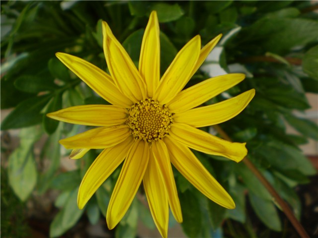 gazanija